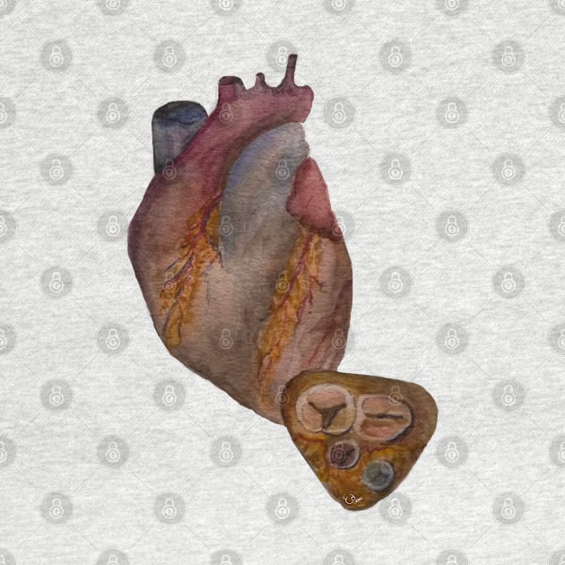 Anatomical Heart Watercolor Illustration by emadamsinc